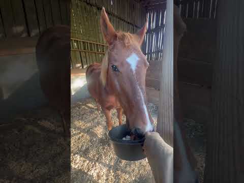 Happy #Saturday - getting our spread in before our big day of lessons & #familypictures!🙌🏻 #horse