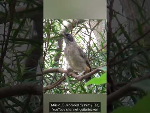 黑臉噪鶥連續鳴叫 #bird #birding #wildlife #公園 #大自然 #生態攝影 #趣味 #野生動物 #自然 #wings #鳥 #nature #cute #hk #animals