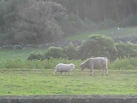 big horn sheep vs toyota 4runner #7