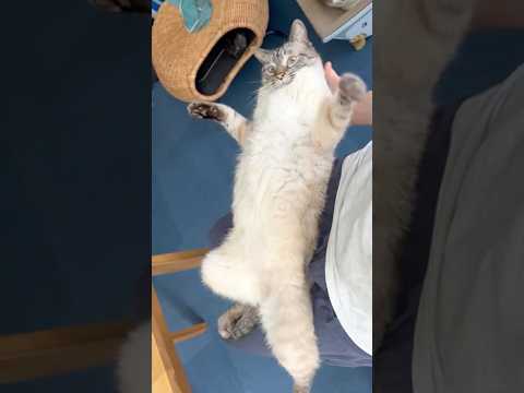 飼い主の膝の上だからといって脱力しすぎな猫
