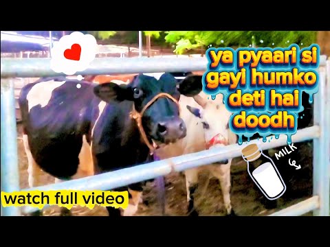 Ya pyaari se gayi humko deti hai Doodh(milk) #newvlog #rasalkhaimah #farm 