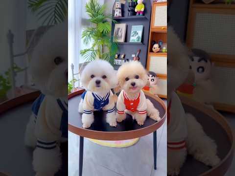 Cute dog. #shortsshorts #viralshort #viralvideo #funydog1010 #poodle #cutepuppy #usadogs #funny #dog