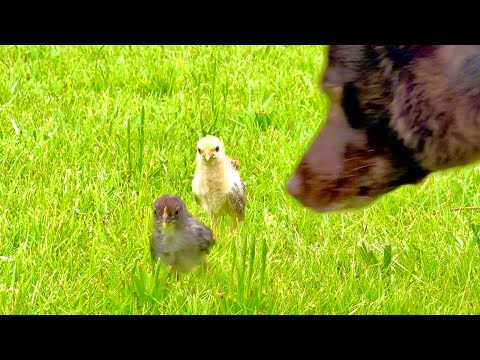 猫の動画サムネイル - とても嬉しいことが起こった。。