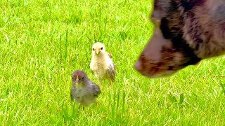 動画サムネイル