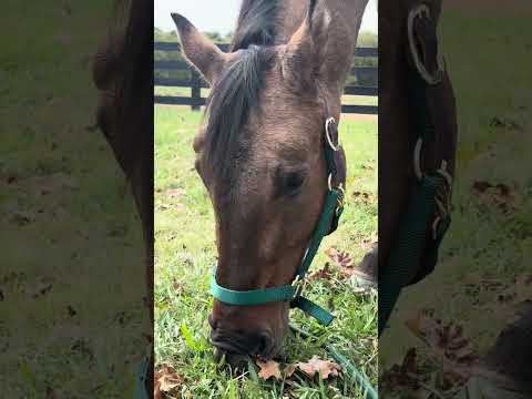 Happy Rooster Ruesday - Roo wanted to remind us of rule #1 - horses are better than humans 🤷🏼‍♀️