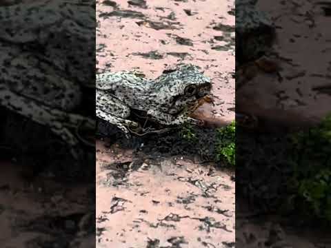 Perron tree frogs video #miraculousnature #treefrog #frog #wildlife #amphibian #garden