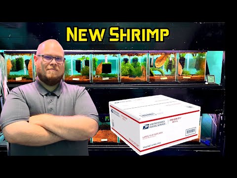 New Shrimp for the Shrimp Rack! Unboxing from Shrimp Pimpin Reuben! New Shrimp for the Shrimp Rack!

Thank you Reuben for the shrimp