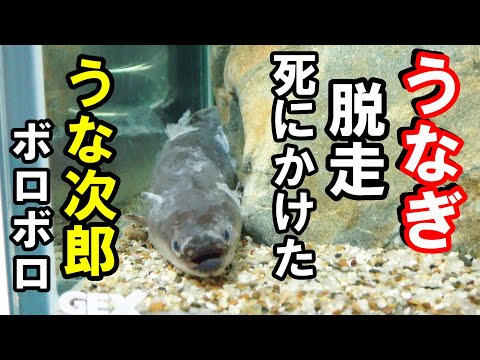 ウナギが脱走！死にかけた・・・【うな次郎】
