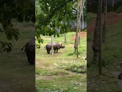 Rhino | Rhinoceros #rhino #rhinoceros #animals #wildlife