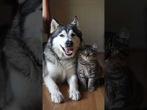 They Were Supposed to Fight… But This Happened 😍 | #Husky & #Cat