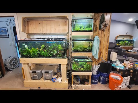4 tank wall update / log 75g and 3x 10g tanks, update before my 1 month trip to Florida