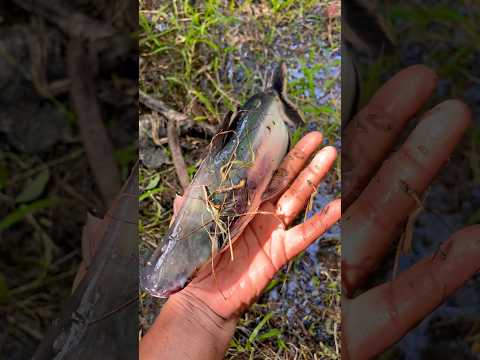 This Fish Can Kill You! 😳 | Dangerous Ocean Creature 🎣😠 !! #fishing #facts #fishy #fishyfacts