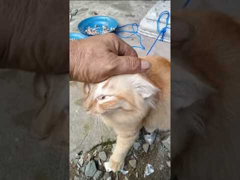 kasian oyen minta kawin didorong sama kakak nya #cat #kucing #cute #funny