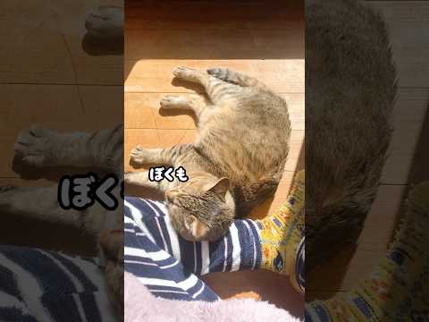 いつもお母さんの側に居たい元野良猫の行動が可愛すぎる♡ #甘えん坊 #添い寝 #猫ッチョファミリー