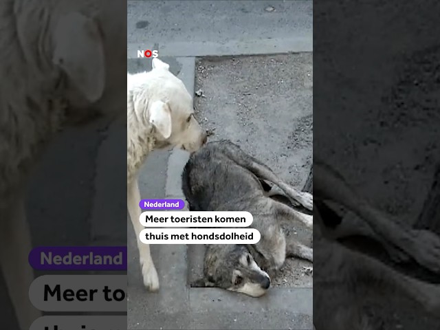 Meer toeristen komen thuis met hondsdolheid