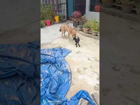 #goat #animals #cute #viralshort