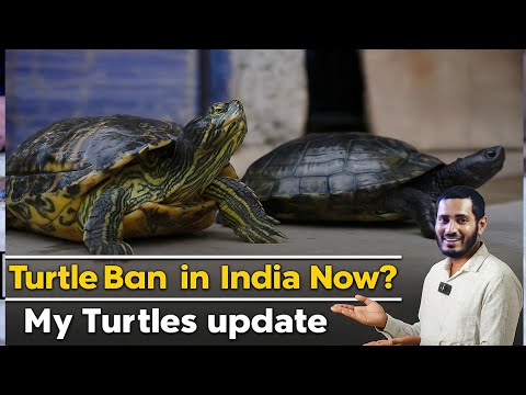 Is Turtle Ban in India? Turtles Giveaways Update Buy Premium Quality Fish Food with 100% Within week Results Guarantee 
Contact to Buy : 9731007816


