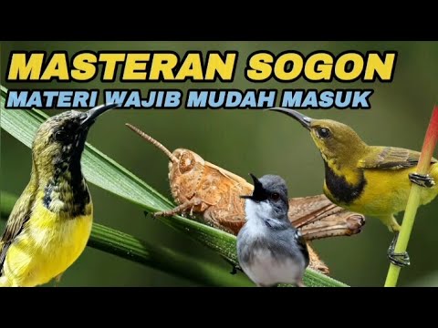 MASTERAN SOGON MATERI WAJIB📍Belalang Emas Sambung Bren Ciblek#masteranburung #sogon