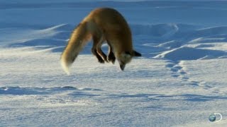 狐狸躍起並將頭栽進雪堆裡