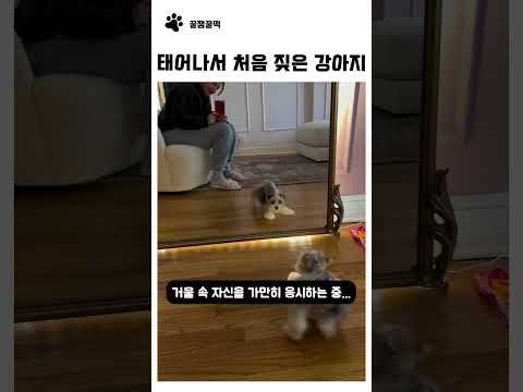태어나서 <strong>처음</strong> 짖는 강아지