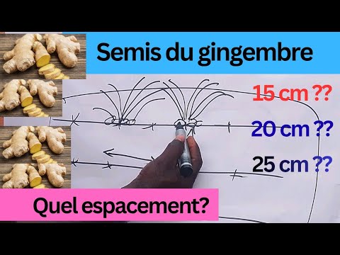 Culture du gingembre :découvrons  l'écartement optimal entre lors du semis.