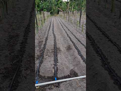 sistema de riego para cultivo de cilantro.