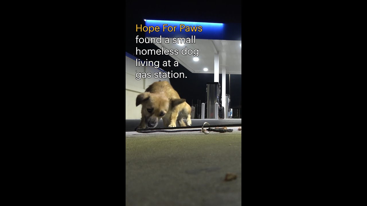 Double the donation and the rescues for #GivingTuesday