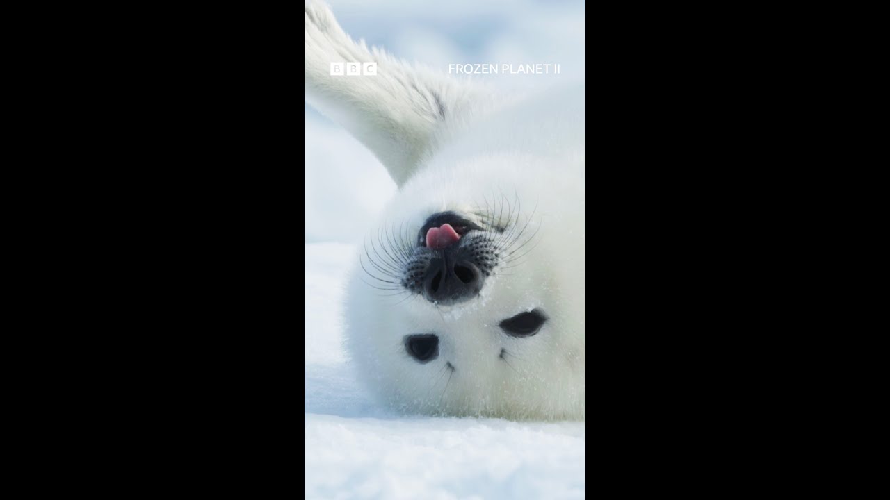 Have you ever seen a face this cute?! 🥹 🤍 #FrozenPlanet2