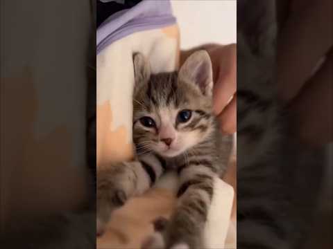 心和むかわいい猫の動画集｜癒しのひととき サムネイル