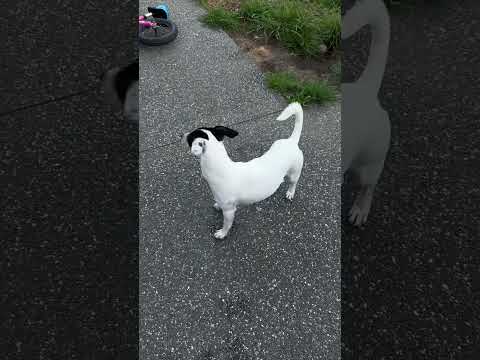 ขอเล่นด้วยหน่อยนะครับ #dog #pets #doggielife #lovedogs #animals