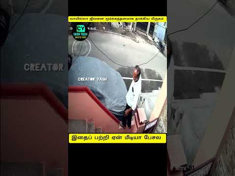 மீடியா ஏன் இதை பேசல #hoomans #dogcomedyvideo #instatrending #creatoryash #bigbang