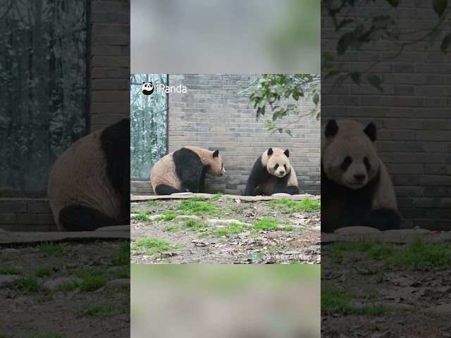 When You Fight With Your Bestie And Try To Make Up, But They’re Still Just A Little Mad | iPanda