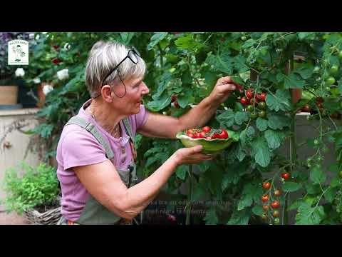 Odla tomater med Annika Christensen
