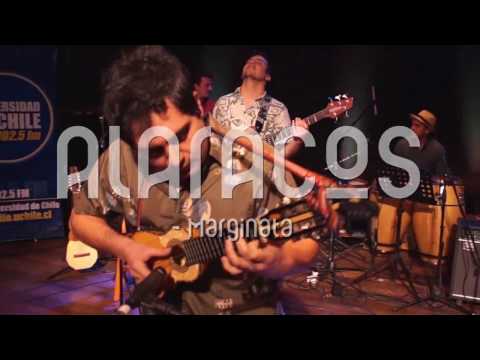 Alaracos - Alaracos - Marginata (Live)
