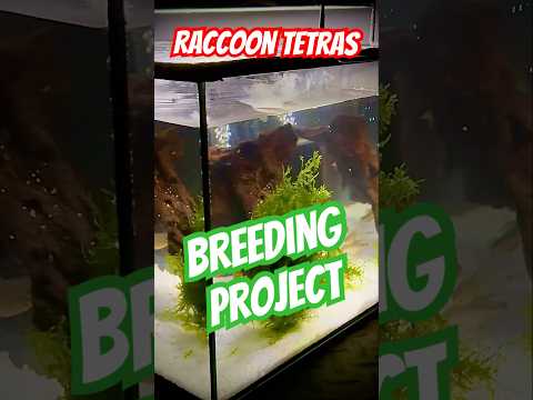 Breeding raccoon tetras #breedingfish #aquarium #f 