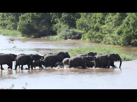 A River Crossing | Elephants on the Move