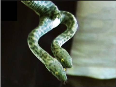 Snake Bytes TV - Weird Two-Headed Snake, Mutant Snake