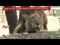 3 lions get life imprisonment in zoo for killing humans