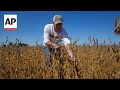 Trumps trade battle with China puts American soybean farmers in peril