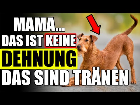 Does your dog stretch when he sees you? That's what he's trying to tell you!