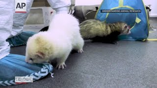 Ferrets offer needed clues in COVID-19 vaccine race