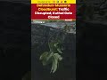 Dehradun-Mussorie Cloudburst | Traffic Disrupted, Kuthal Gate Closed | Uttarakhand Rains 2025  - 01:39 min - News - Video