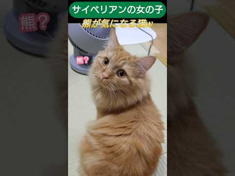 熊を気にする猫様　サイベリアン女の子 #cat #にゃんグラム #ねこ #しゃむねこ #猫のいる生活 #ネコガミ #猫好きさんと繋がりたい #ネコムート #猫のいる暮らし #子ネコ