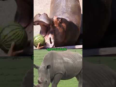 Hipopótamo vs Rinoceronte Branco (hipopotamus vs rhinoceros) #shorts