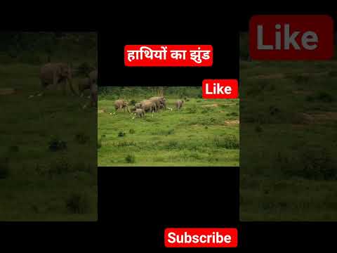 😱 ओह माय गॉड हाथियों का झुंड निकला जंगल में 😱 हाथी राजा #हाथी #elephant