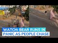 Black Bear Roaming in Residential Areas Raises Alarm in Telangana