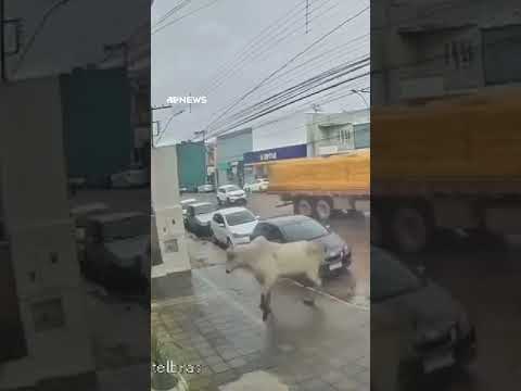 Boi cai de caminhão e tenta invadir loja em Minas Gerais