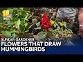 Sunday Gardener: Flowers to draw hummingbirds to your garden