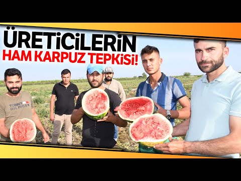 Üreticilerin Ham Karpuz Tepkisi: Tarlada Kalan Karpuzları Kırdılar