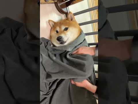 お柴犬さん、調子悪いところはございませんか？